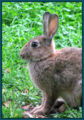 Rabbit (O. cuniculus ) Genus: Oryctolagus