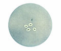 Thumbnail for version as of 04:03, 27 February 2009