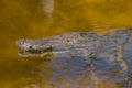 Saltwater crocodile (Crocodylus porosus)