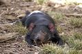 Tasmanian Devil (Sarcophilus harrisii) Order: Dasyuromorphia