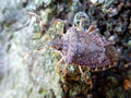 Thumbnail for version as of 05:20, 5 January 2017