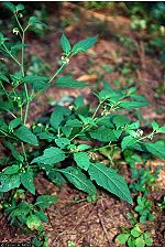 American black nightshade.jpg