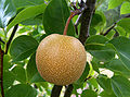 Asian pear (P. pyrifolia )