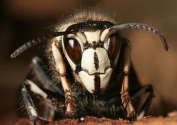 Bald-faced hornet.jpg