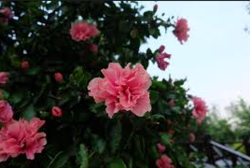 Camellia Sansaqua.png