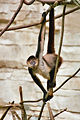 Geoffroy's spider monkey (Ateles geoffroyi)