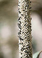 Ergot (Claviceps fusiformis)
