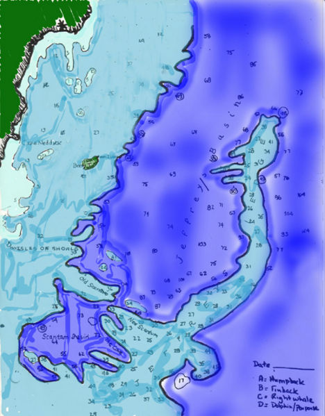 File:Distribution of baleen whale.jpg