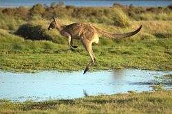 Eastern Grey Kangaroo Jumping.jpg
