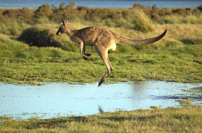 File:Eastern Grey Kangaroo Jumping.jpg