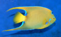 Queen angelfish (Holacanthus ciliaris) Genus: Holacanthus