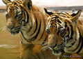 Indochinese Tiger Lok Kawi Wild Life. Sabah, Malaysia