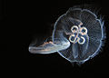 Moon Jellyfish (Aurelia Aurita) Suborder: Capitata