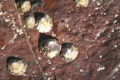 limpets on a rock (species name) Subtaxa:name