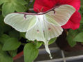 Luna Moth (A. Luna) Class: Insecta