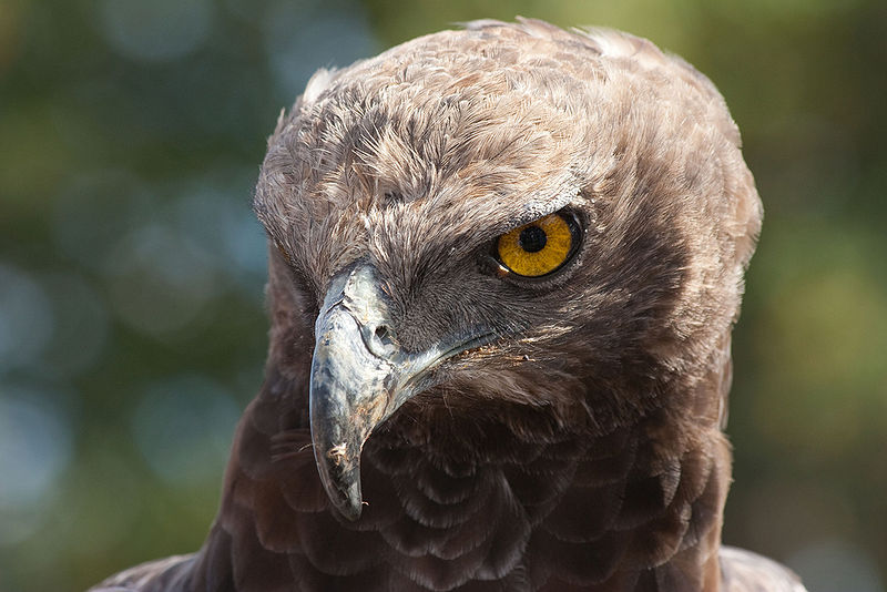 File:Martial Eagle Eye.jpg