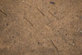Minnows Family: Cyprinidae