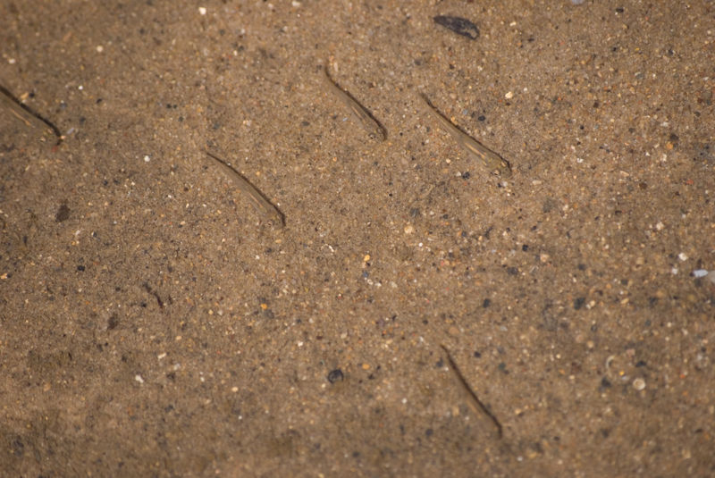 File:Minnows.jpg