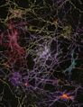 A montage of four images of the development of a single neuron over a two-week period.