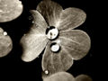 Thumbnail for version as of 19:32, 14 June 2007