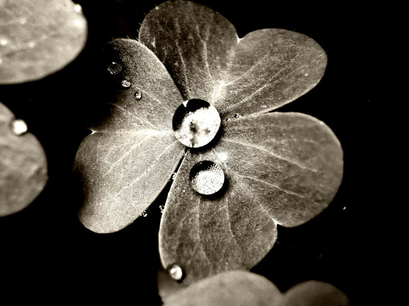 File:Rainforest leaf.jpg
