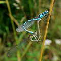 Thumbnail for version as of 05:33, 22 October 2008