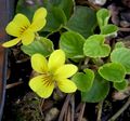 roundleaf yellow violet (Viola pubescens) Family: Dilleniidae