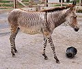 Zonkey (Equus Burchellii x Equus africanus asinus)