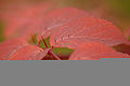 Devils Walking Stick (Aralia Spinosa)