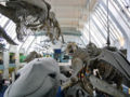 Thumbnail for version as of 05:30, 24 December 2006