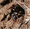 No common name (A. Albipes) Genus: Agonum