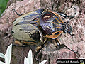 Goliath Beetle (G. cacicuc)