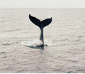 Humpback04.jpg
