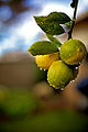 Lemon (Citrus limon)
