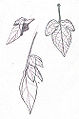 Thumbnail for version as of 03:31, 4 May 2009