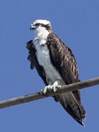 Osprey Perch Main.jpg