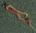 Polychaete 10.jpg