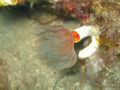 Polychaete 4.jpg