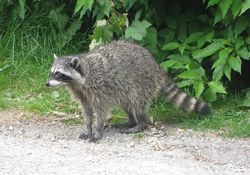 Racoon in Vancouver.jpg
