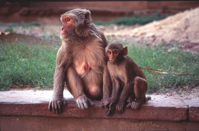 File:Red Fort Macaques.jpg