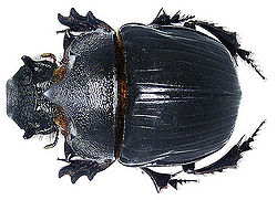 Scarabaeinae.jpg