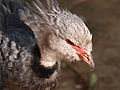 Screamer Family: Anhimidae