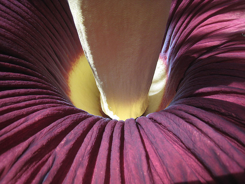 File:Titan arum anatomy.jpg