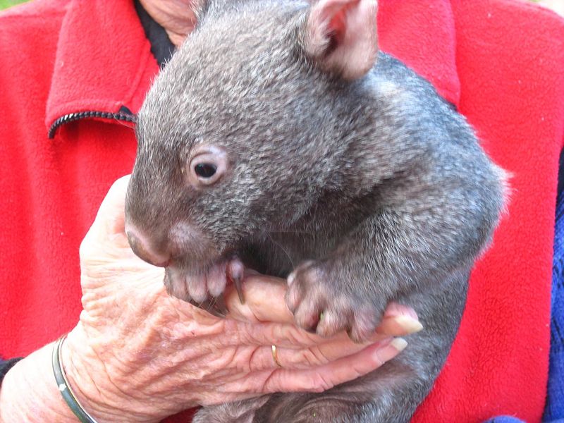 File:Wombat legs.jpg