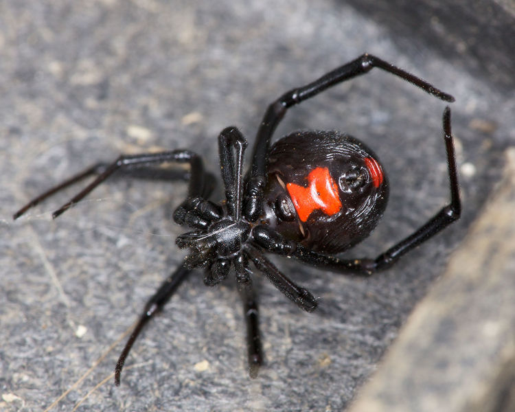 File:Black Widow Close.jpg