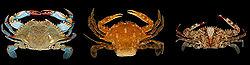 Crabs.jpg