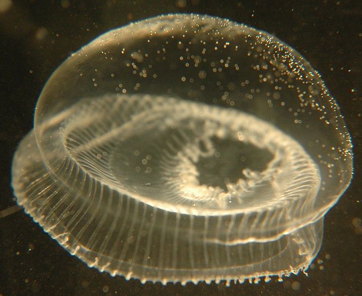 File:Crystal jelly2.jpg
