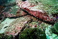 dancing shrimp (Rhynchocinetes durbanensis)