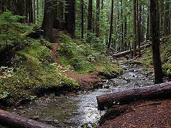Douglas-fir&stream.jpg