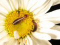 Thumbnail for version as of 03:40, 24 November 2007